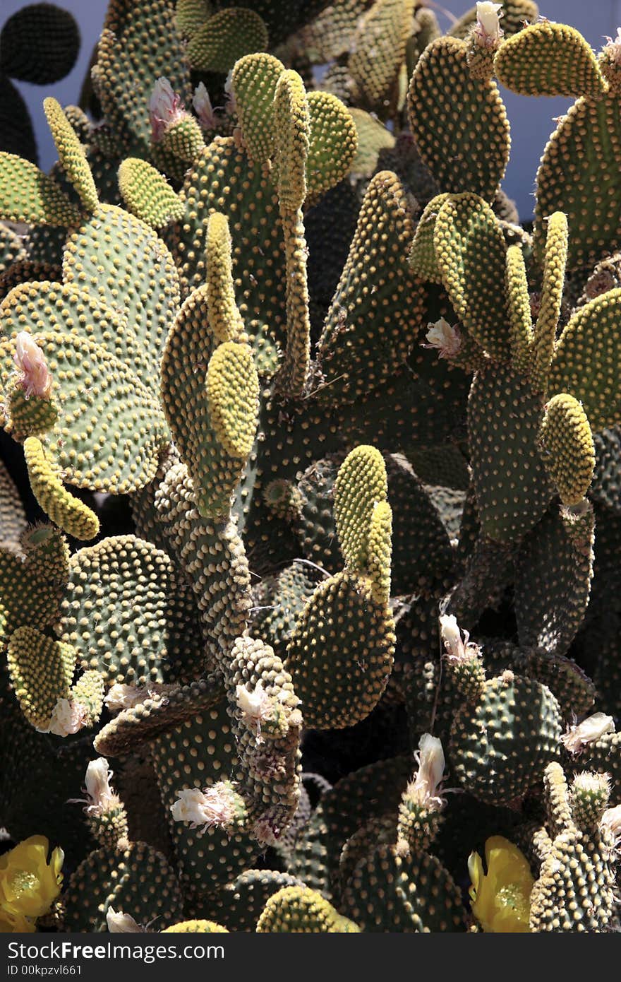 A flowering cactus on a mediterranean island