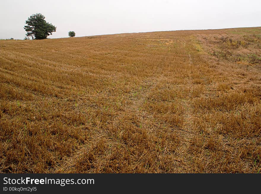 Rural View