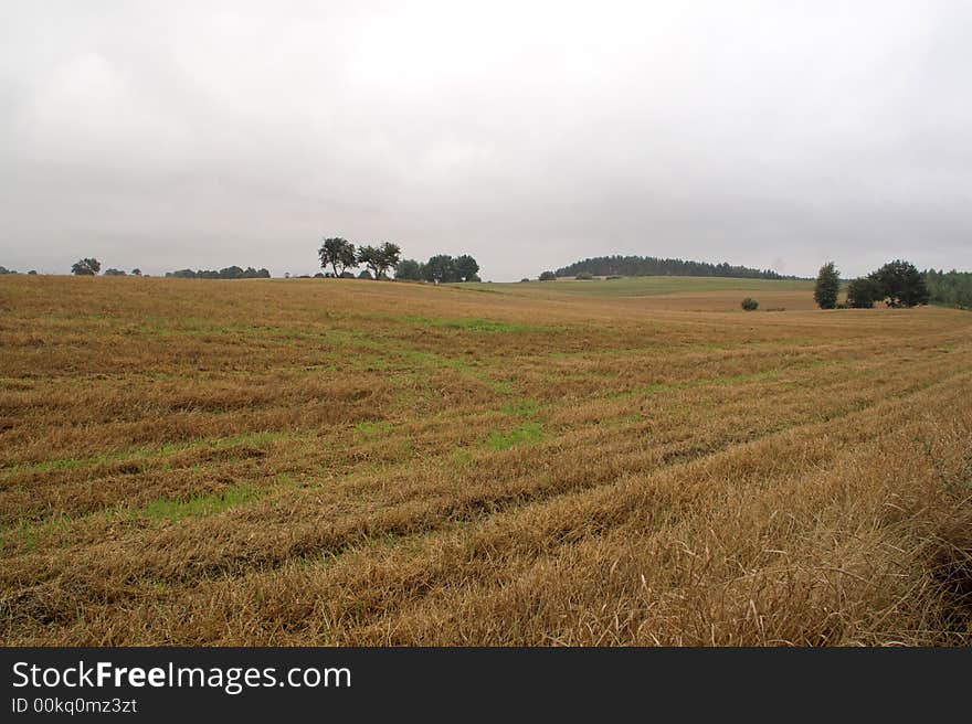 Rural landscape with trees and tracks. Rural landscape with trees and tracks