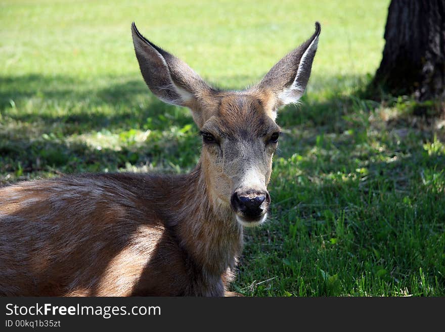 Wild Deer In Wateron National