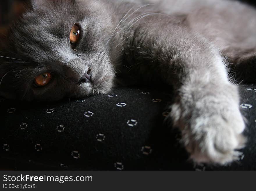 A grey kitten relaxing lazily on dark upholstery.