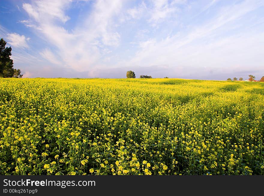 Stunning rape field and blue sky with white clouds