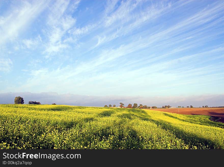 Stunning rape field and blue sky with white clouds