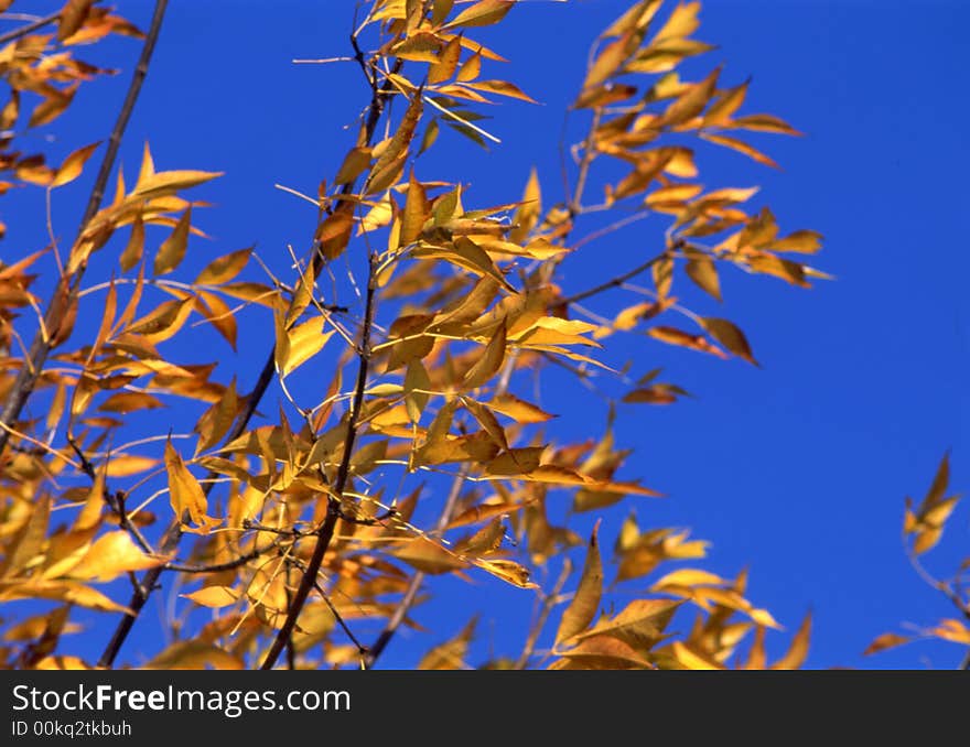 Leaves on a blue background. Leaves on a blue background