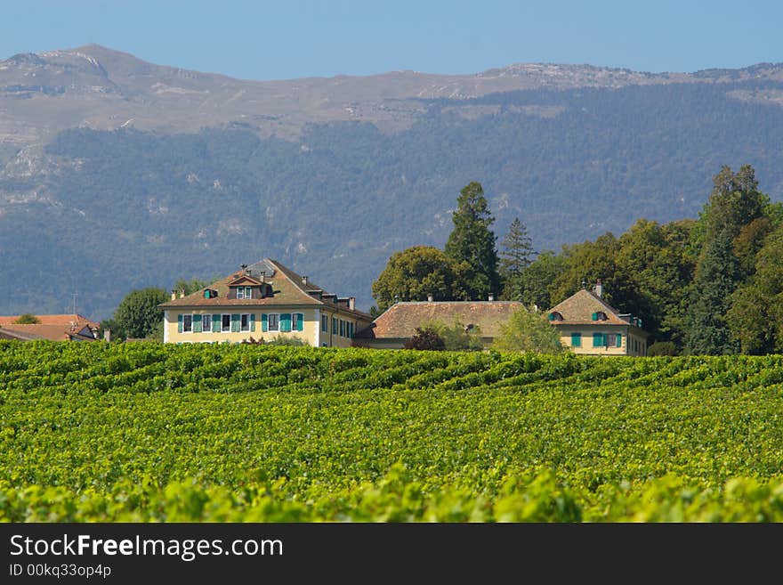 Vineyard, trees, farm houses. Switzerland, EU. Vineyard, trees, farm houses. Switzerland, EU