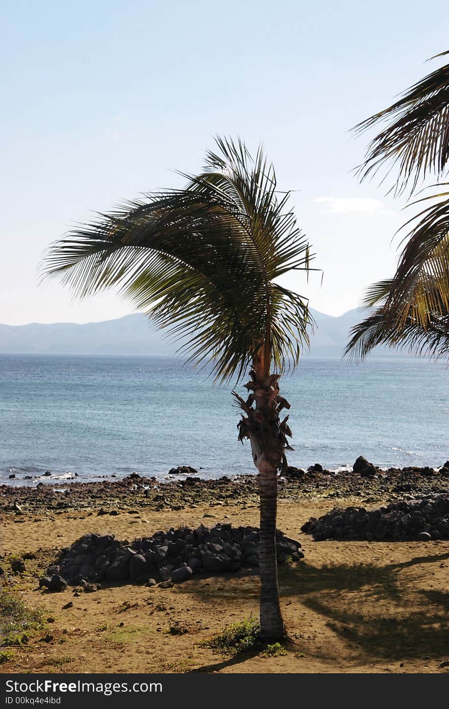 A lanzarote beach with palm tree. A lanzarote beach with palm tree