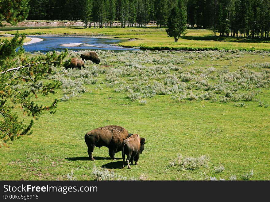 Buffalos at Yellow Stone