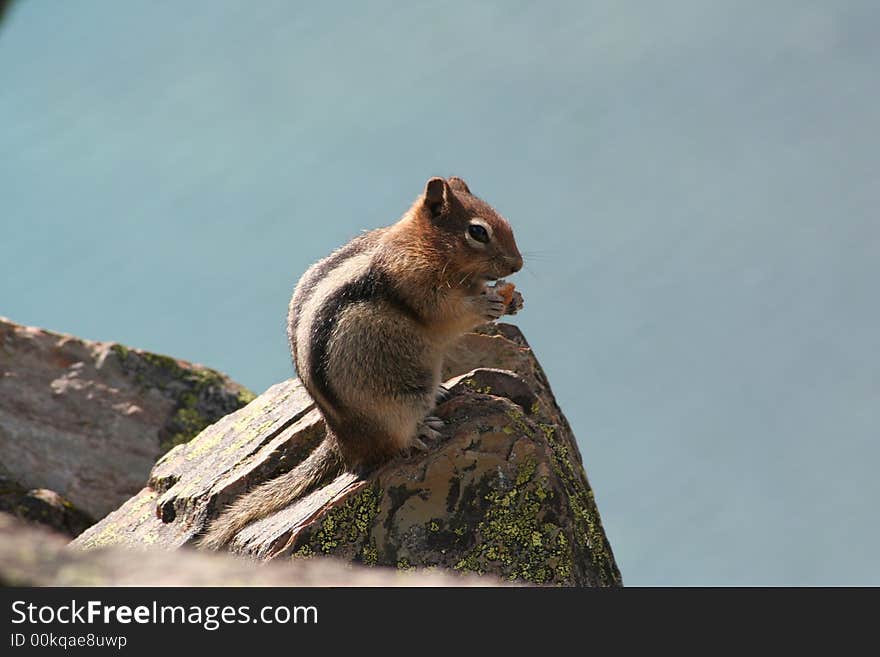 Chipmunk