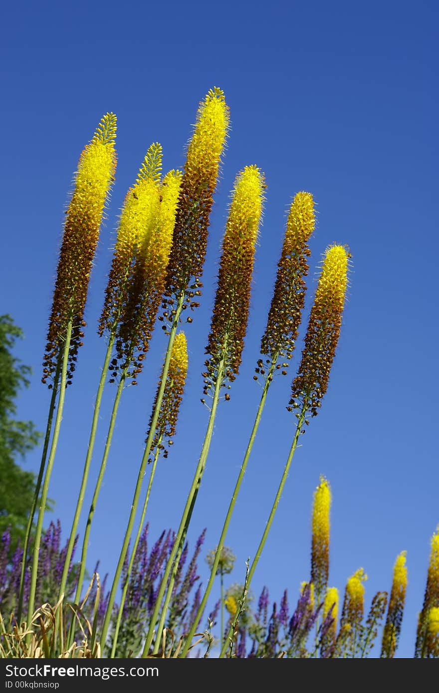 Yellow Flowers Day B