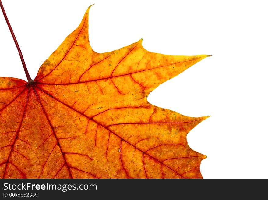 Autumn maple leave on a white background