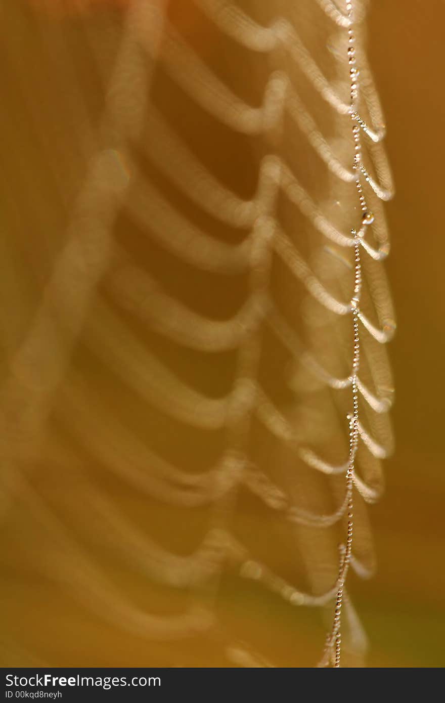 Morning Dew On A Web