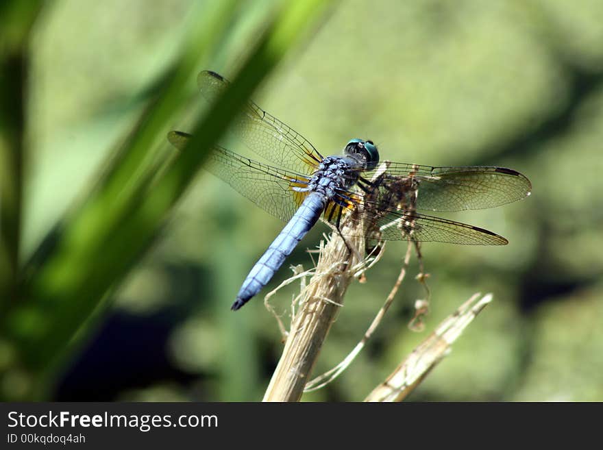 Dragon Fly perched on a branch. Dragon Fly perched on a branch