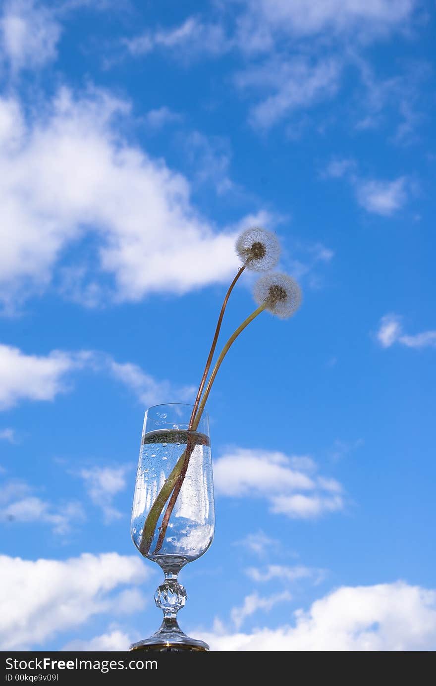 Two fall dandelions in crystal glass. Two fall dandelions in crystal glass