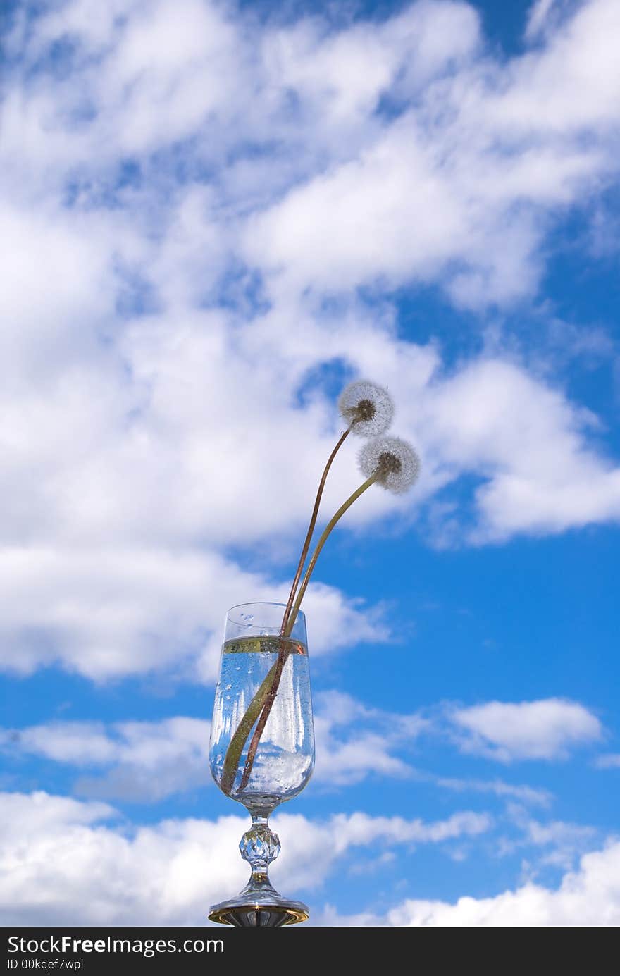 Two fall dandelions in crystal glass. Two fall dandelions in crystal glass