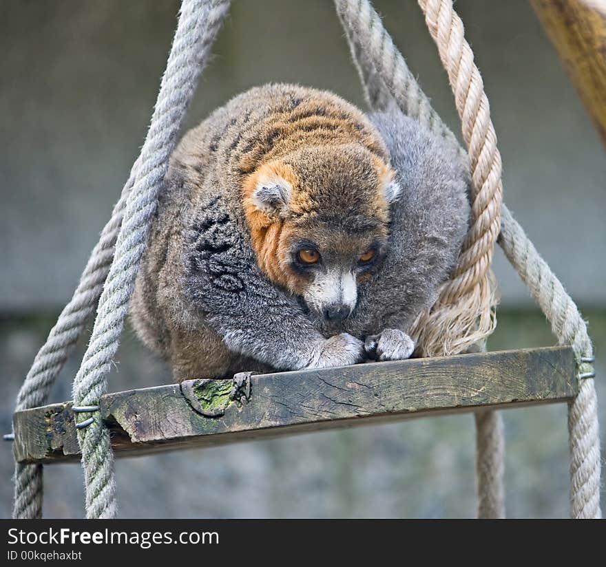 Mongoose lemur 3