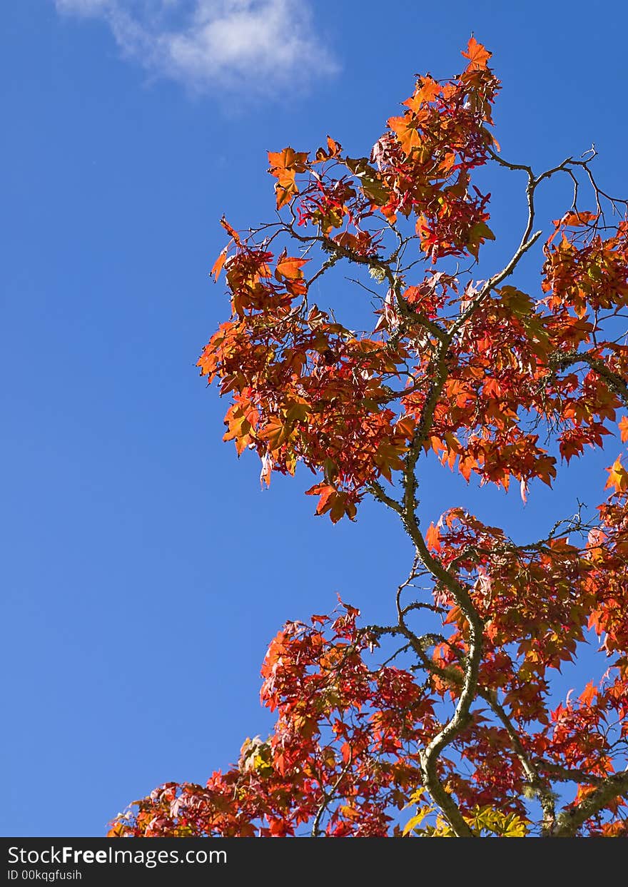 Red autumn maple leaves against blue sky. Red autumn maple leaves against blue sky