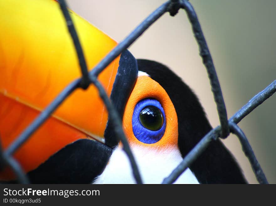 A wonderful detail from this great bird. A wonderful detail from this great bird