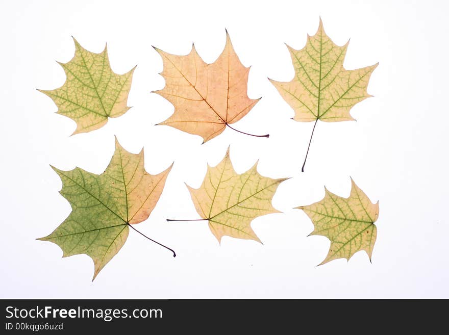 Autumn leaves on a light background