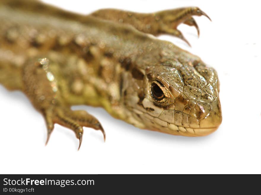 Wild lizard - isolated image, white background