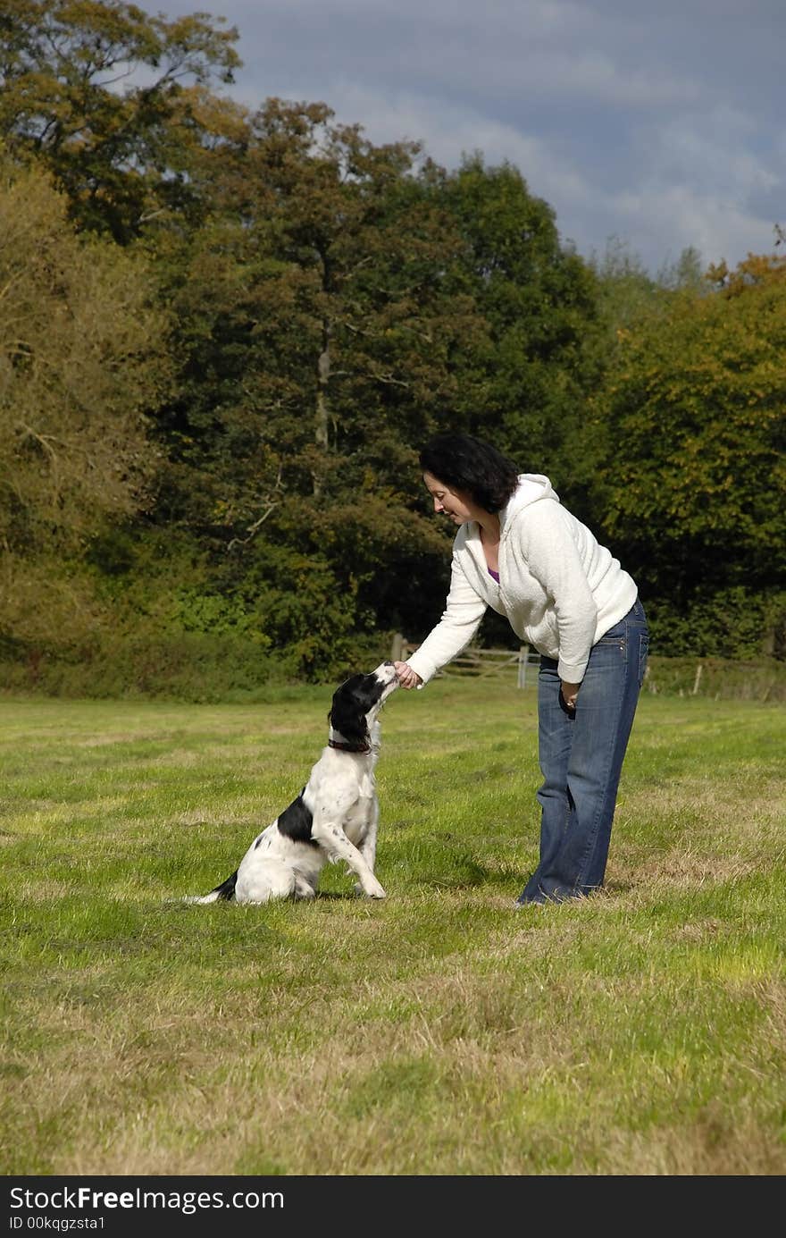 English springer spaniel being trained in a field by its young lady owner on a nice sunny day.