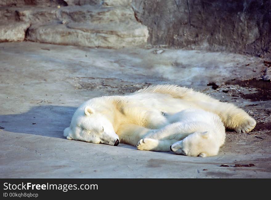 Polar bear cub