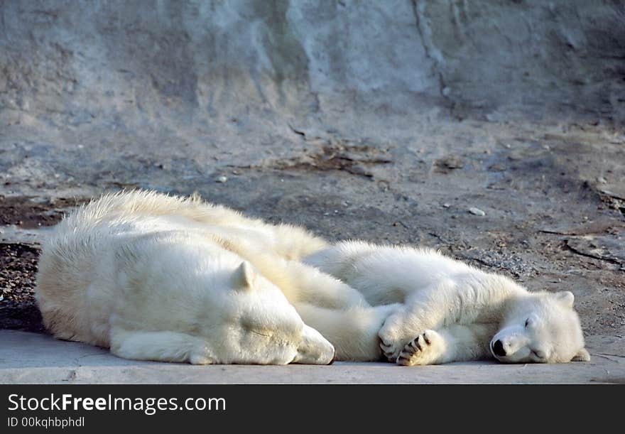 Polar bear with cub