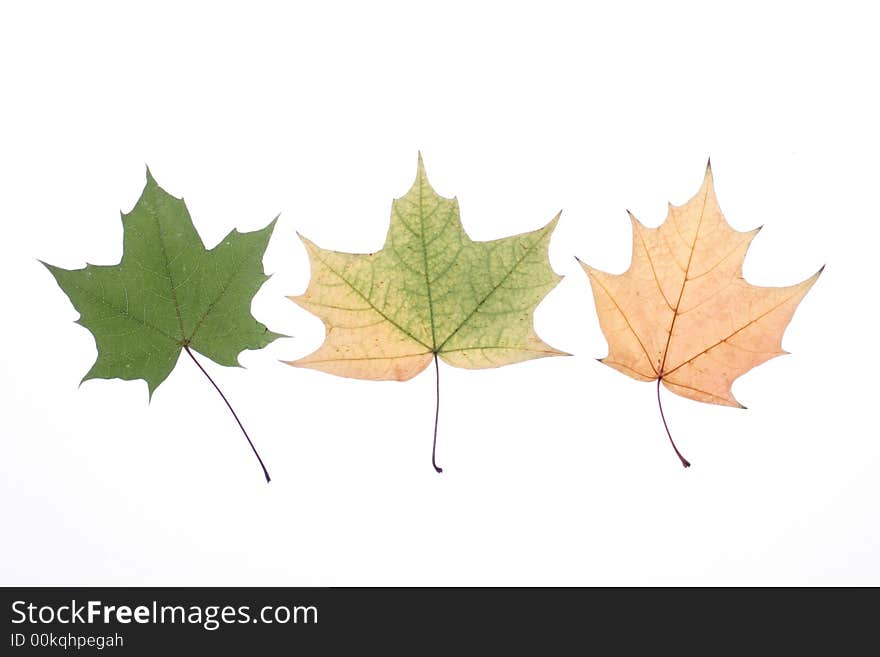 Autumn leaves on a light background