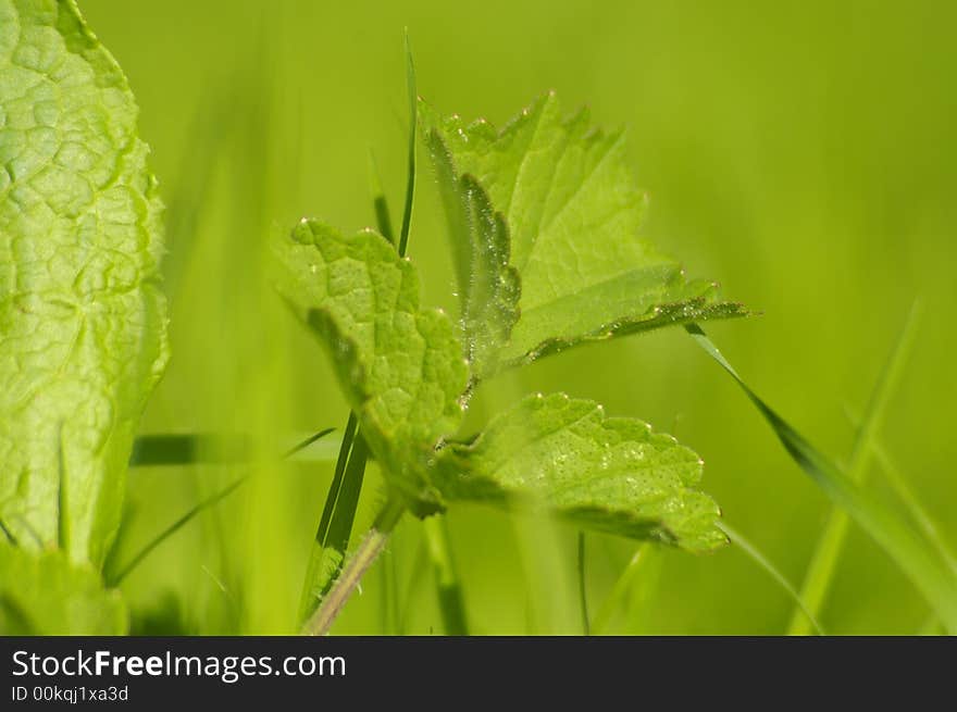 Foliage in green and bright blurry grass. Foliage in green and bright blurry grass