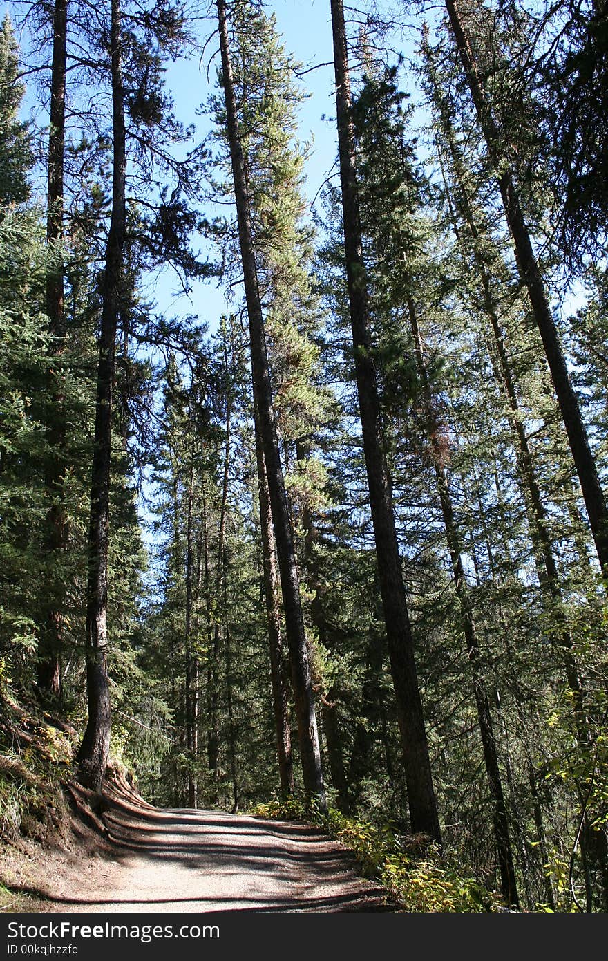 Trail And Trees