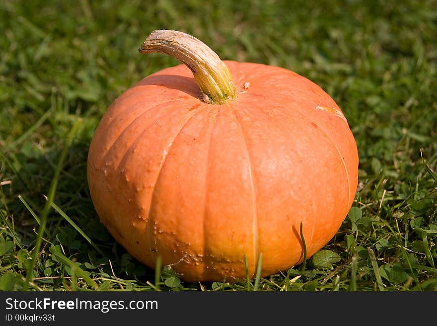 Single pumpkin