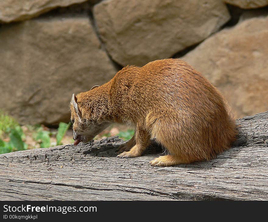 Yellow mongoose - Cynictis penicillata
The Yellow Mongoose, sometimes referred to as the Red Meerkat, is a small mammal averaging about 1 lb (1/2 kg) in weight and about 20 in (500 mm) in length. A member of the mongoose family, it lives in open country, from semi-desert scrubland to grasslands in Angola, Botswana, South Africa, Namibia, and Zimbabwe.