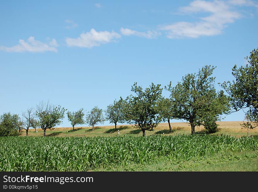 Line of trees