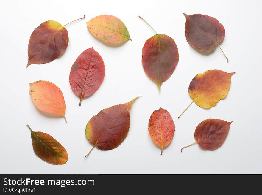 Autumn leaves on a light background