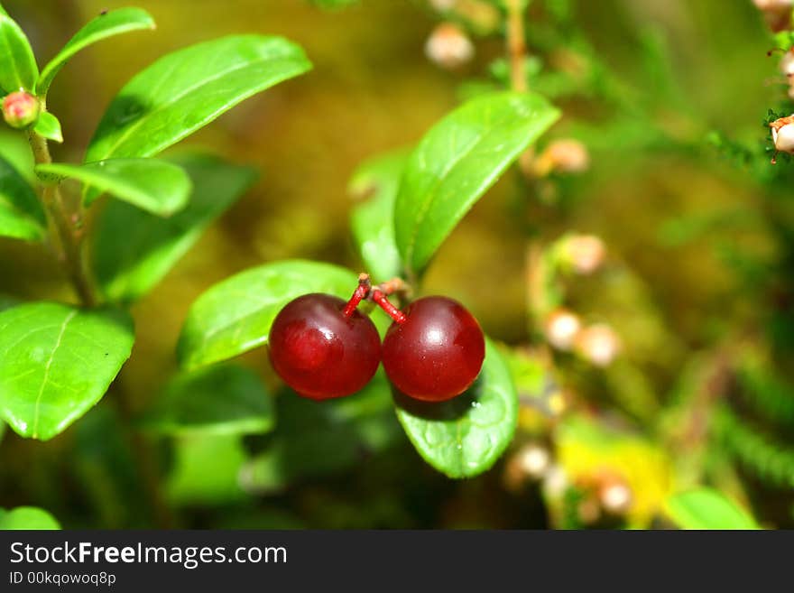 Cowberries close-up shot with green leaves. Cowberries close-up shot with green leaves