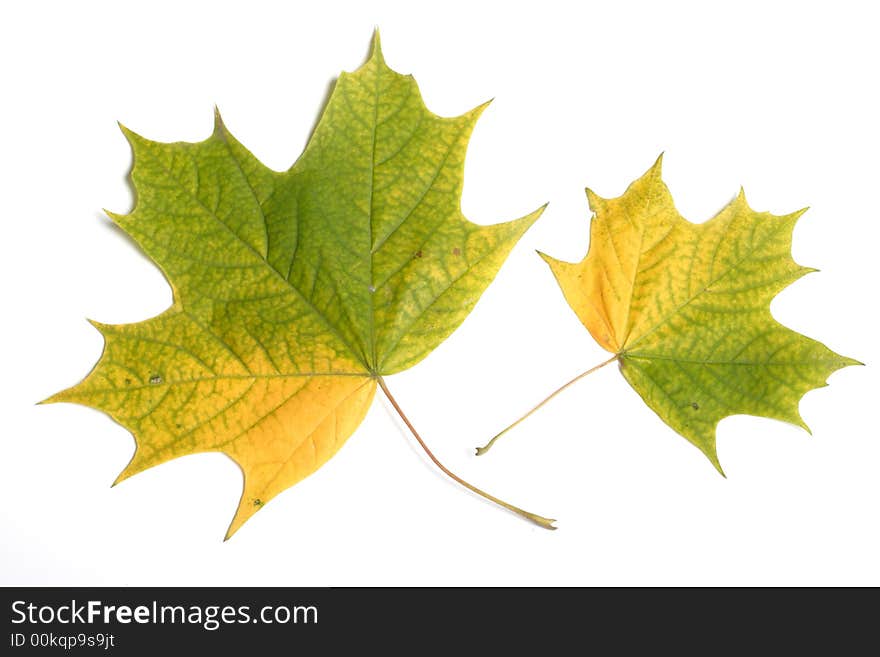 Autumn leaves on a light background