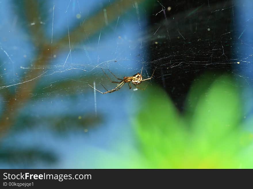 Small spider sitting on his net