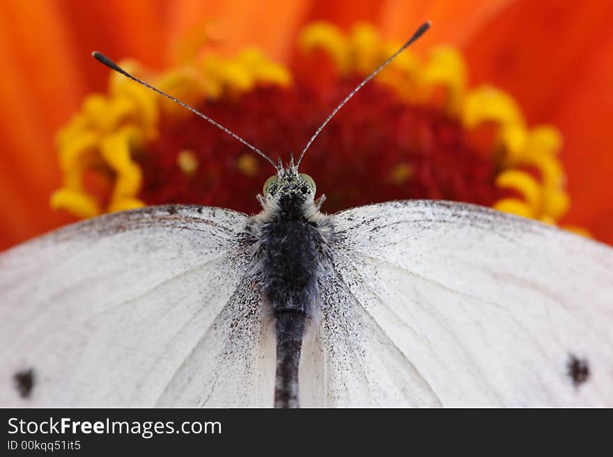 Cabbage butterfly