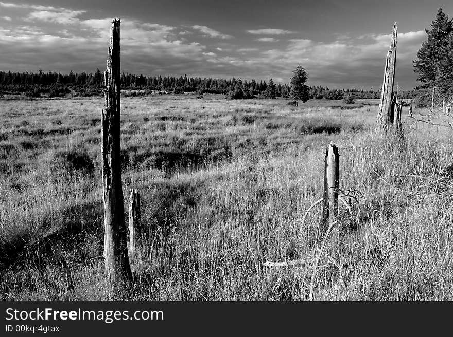 Landscape with remains of old trees in the front. Landscape with remains of old trees in the front