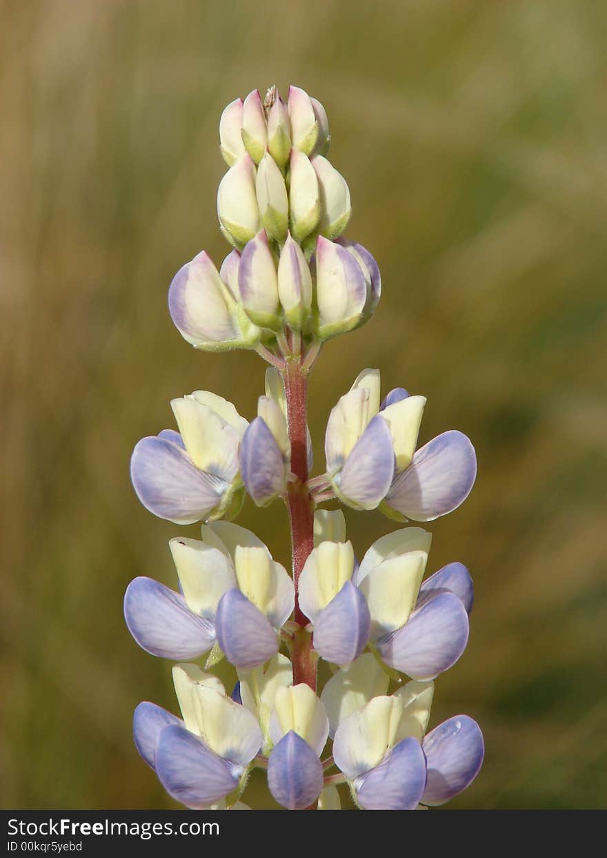 Lemon And Lilac Lupin Flower