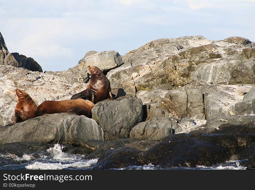 Sea lion