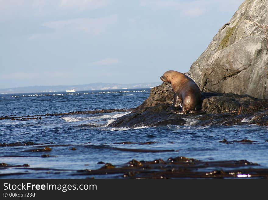 Sea lion