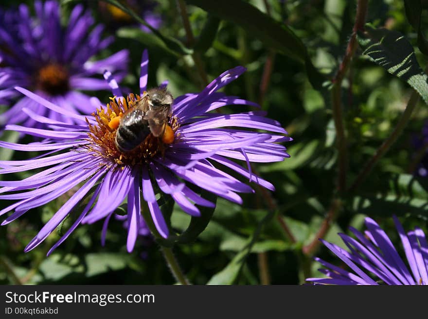 Bee With Pollen