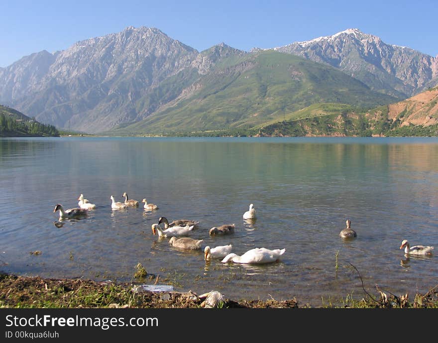 Gooses on the Charvak lake near Brichmulla. Uzbekistan, summer 2007. Gooses on the Charvak lake near Brichmulla. Uzbekistan, summer 2007