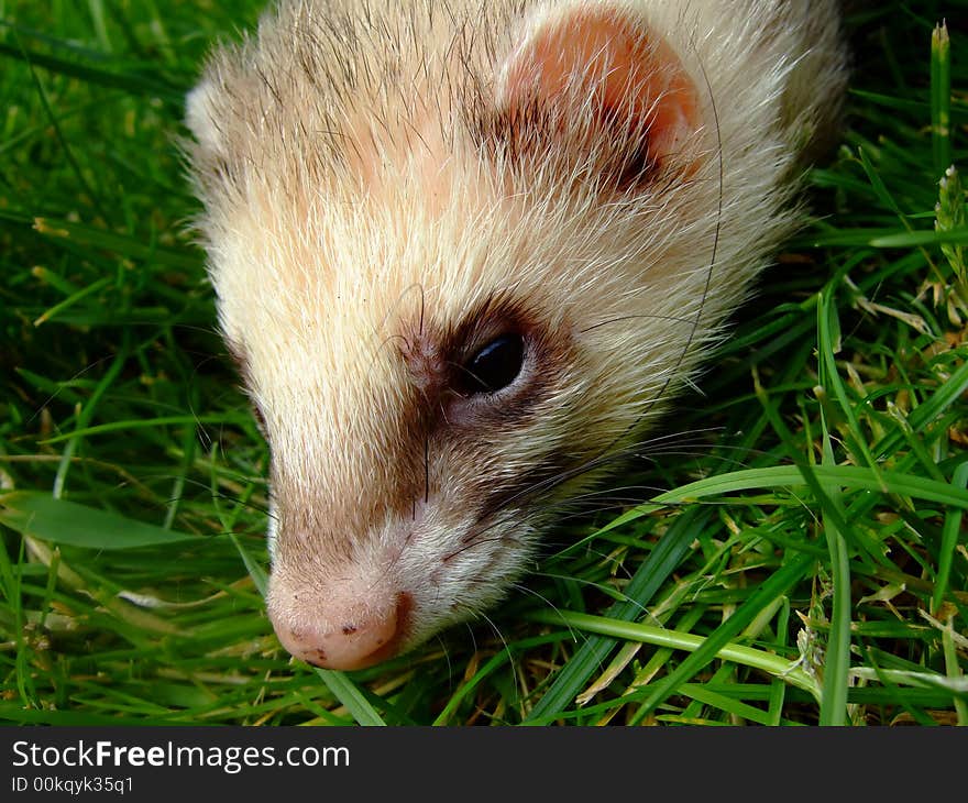 Ferret, polecat colouring, resting in the garden on green grass. Ferret, polecat colouring, resting in the garden on green grass.