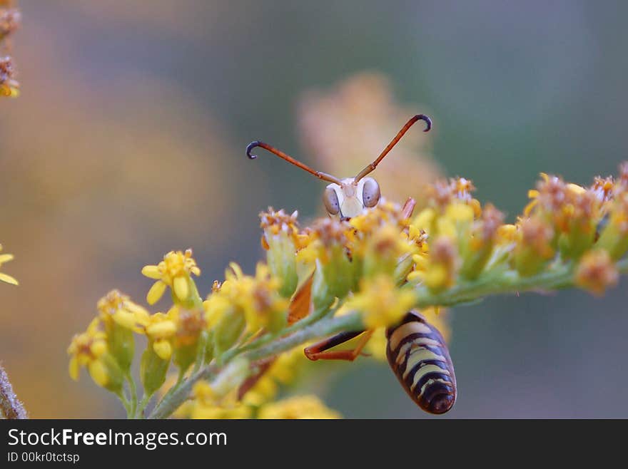 Northern Paper Wasp (Male)