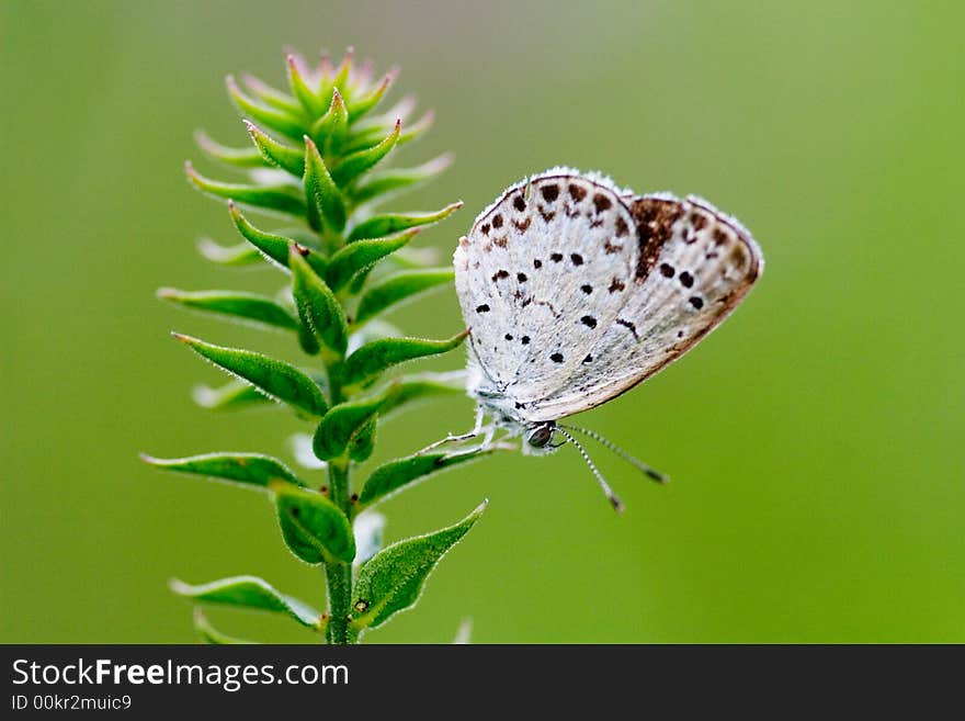 Butterfly on the grass