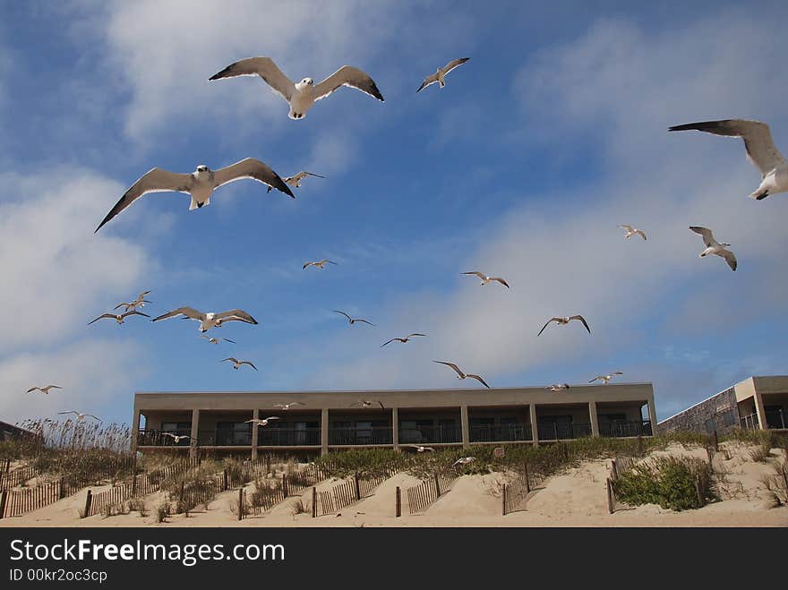 Seagulls Flying Over Dunes