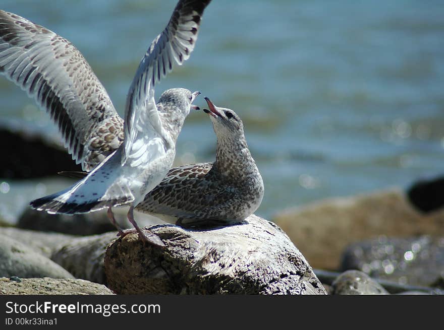 Seagulls Bickering