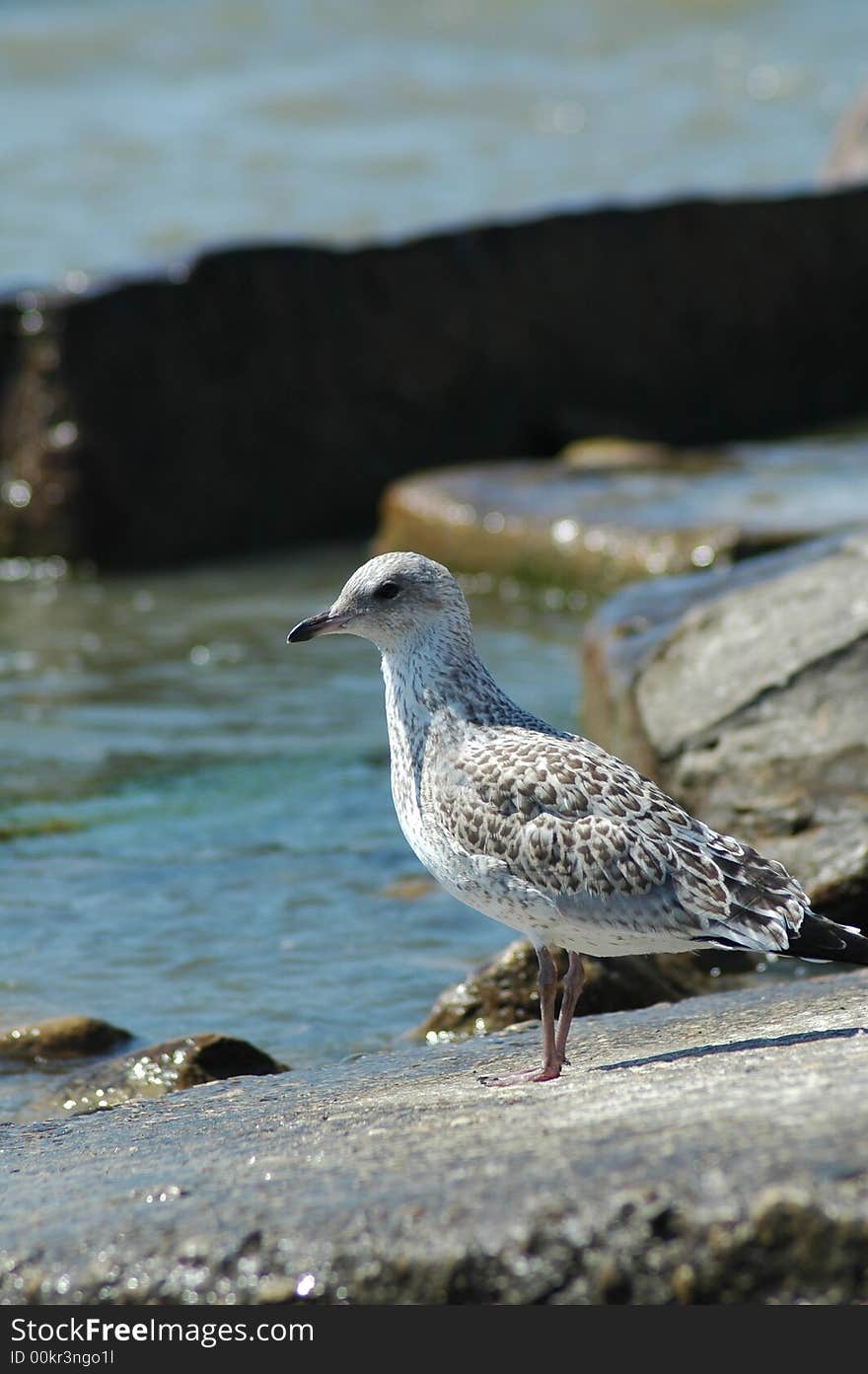 Seagull Lookout