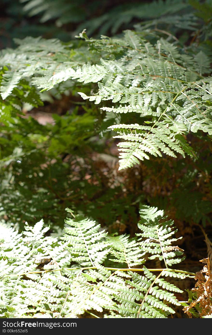 Forrest Floor Ferns 2